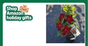 Image result for dipladenie hybrida rio obrázek