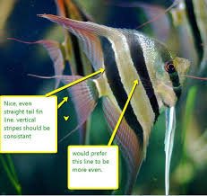 Selective Breeding And Genetics For Angelfish Pethelpful