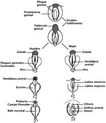 Trastornos Del Desarrollo Sexual Hermafroditismo Pagina 2 Monografias Com Como curiosidad añadida al mito de hermafrodito, apuntaremos que en algunos lugares de grecia, hermafrodito fue considerado el protector de los. trastornos del desarrollo sexual