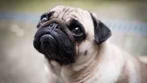 Pug Ozellikleri Ve Bakimi