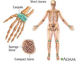 Illustration about compact bone, also called cortical bone, is the hard, stiff, smooth, thin, white bone tissue that surrounds all bones in the human body. Short Bones Medlineplus Medical Encyclopedia Image