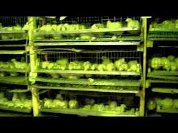 как вырастить цыпленка из яйца в домашних условиях без инкубатора Youtube Perepela Kury