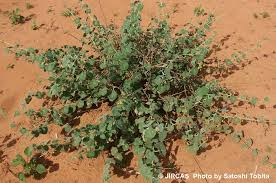 Image result for Pergularia