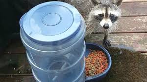 If you have a while raccoons tend not to be aggressive, cats sometimes can be, and backyard standoffs may on rare occasions, hungry raccoons have also been known to prey on kittens and small cats, as well as. Uninvited Dinner Guest Unimpressed Cat Raccoon Pictures