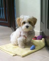 All training sessions take place at the training center. 5 Reasons Why Board And Train May Not Be Right For Your Puppy