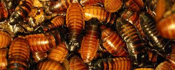 Even the cleanest homes can find themselves the target of a roach infestation and once they do, it's going to be fairly difficult to get rid of cockroaches. How To Get Rid Of Roach Eggs Pest Control Service Houston Texas