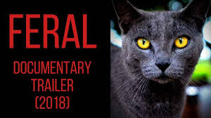 A cat out at night is more likely to be a feral cat than anything else (although it should be noted that cats in general are comfortable in the dark and often prefer it). Feral The Battle Over Hawaii S Cats 2018 Documentary Trailer Katzenworld