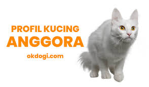 Kcing anggora hitam putih tak kalah eksotis. Kucing Anggora Harga Ciri Asli Dan Cara Merawat
