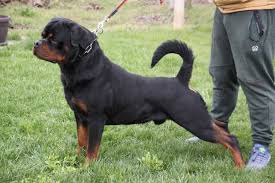 Taking care of your rottie pup. Rocket City Rottweilers In Alabama Find Your Rottweiler Puppy Good Dog Rottweiler Puppies Rottweiler Rottweiler Love