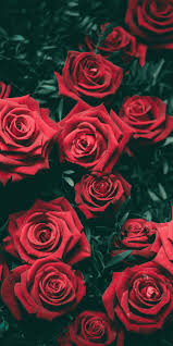 We have an extensive collection of amazing background images carefully chosen by our community. Black Rose Wallpaper Iphone X Iphone Wallpaper