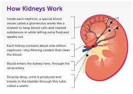 Pin On Kidneys