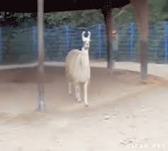 too fabulous for you funny gif funny pictures funny cute