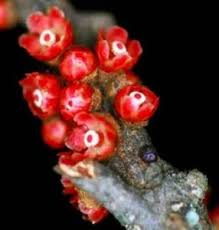 Image result for Julbernardia globiflora