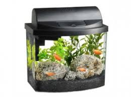 Bettas are almost invariably displayed in stores in small cups or tanks, and they are always alone. Choosing A Tank Fish Care