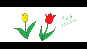 Its very easy & simple to draw for everyone. Drawing Easy Drawing Tulip Flower Novocom Top