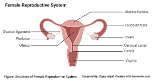 Anatomy of female internal genital organs. Human Female Reproductive System Organs Structure Functions
