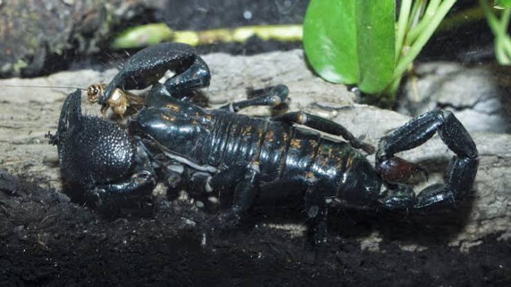 Common emperor scorpion | Oregon Zoo
