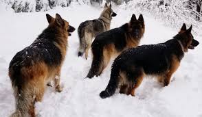 You'll be connected with businesses and breeders around the nation based on your puppy after we've connected you with your preferred german shepherd business or german shepherd puppies for sale in grand rapids michigan. German Shepherd Puppies Illinois Hoobly Bmo Show