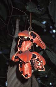 Image result for Sterculia subviolacea