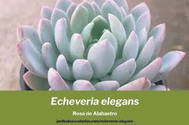 Maybe you would like to learn more about one of these? Echeveria Elegans Cuidados Rosa De Alabastro Jardin De Suculentas
