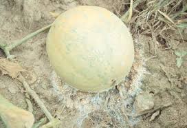 Cantaloupe Diseases And Pests Description Uses Propagation