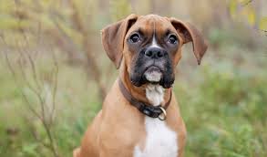Boxer Dog Breed Information