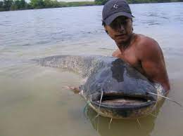 Di dalam habitat atau kediaman alamiah hidupan akuatik, khususnya. Ikan Keli Zikri Husaini