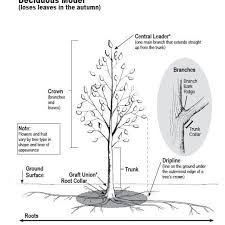Overview Of How Trees Grow And Develop