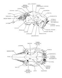 Skeletal Anatomy Rabbit Label Diagram Of Rabbit Rabbit Skull