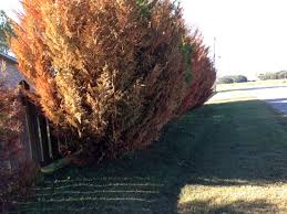 Check spelling or type a new query. Leyland Cypress Problems Seminole Crop E News
