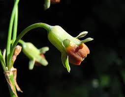 Image result for Tulbaghia acutiloba