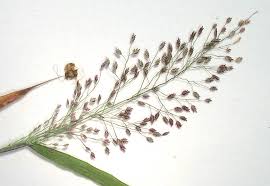 Image result for Eragrostis volkensii