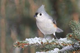 Birds Of Nj Figure Out What S In Your Backyard Nj Family Birds Common Birds What Is A Bird