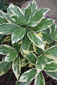 Image result for Aucuba