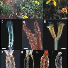 Image result for Emilia schinzii