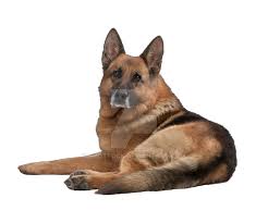 Image result for dog image no background
