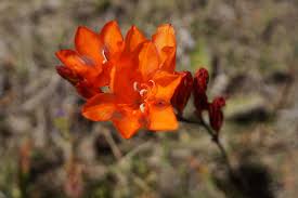 Image result for Ophrestia