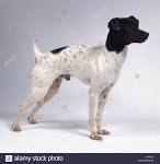 Japanese Terrier - Breed Information, Temperament And ...