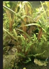 Cryptocoryne usteriana is a cryptocoryne very big it can grow to a height of up to 70 cm. Wasserpflanzen Mutterpflanzen Ebay Kleinanzeigen