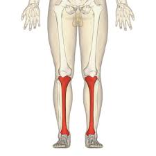 This lengthy bone connects with the knee at one finish and the ankle on the different. Tibia Wikipedia