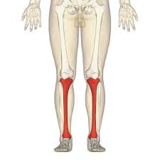 Ligaments are fibrous bands or sheets of connective tissue linking two or more bones, cartilages, or structures together. Tibia Wikipedia