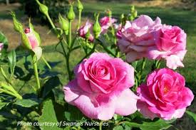 We did not find results for: Sweet Intoxication Rose Society Of South Australia