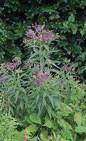 Ironweed: Purple Reign - Cary Magazine