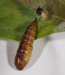 Image result for Archips rosanus