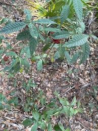 Image result for Psychotria mildbraedii