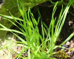 Image result for Bromus  tectorum