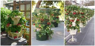 Recipientele pentru gradina nu se folosesc doar pentru legume, fructele se pot dezvolta foarte frumos si pot asigura necesarul unei intregi familii pentru toata vara. Cum Sa Cresti Capsunii 36 Idei Creative Pentru Paturi De Capsuni