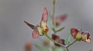 Image result for Janusia