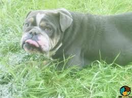 English bulldogs & olde english bulldogges. Https Www Ukpets Com For Sale Dogs Blue Tri English Bulldog For Sale 240897