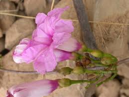 Image result for Ipomoea prismatosyphon